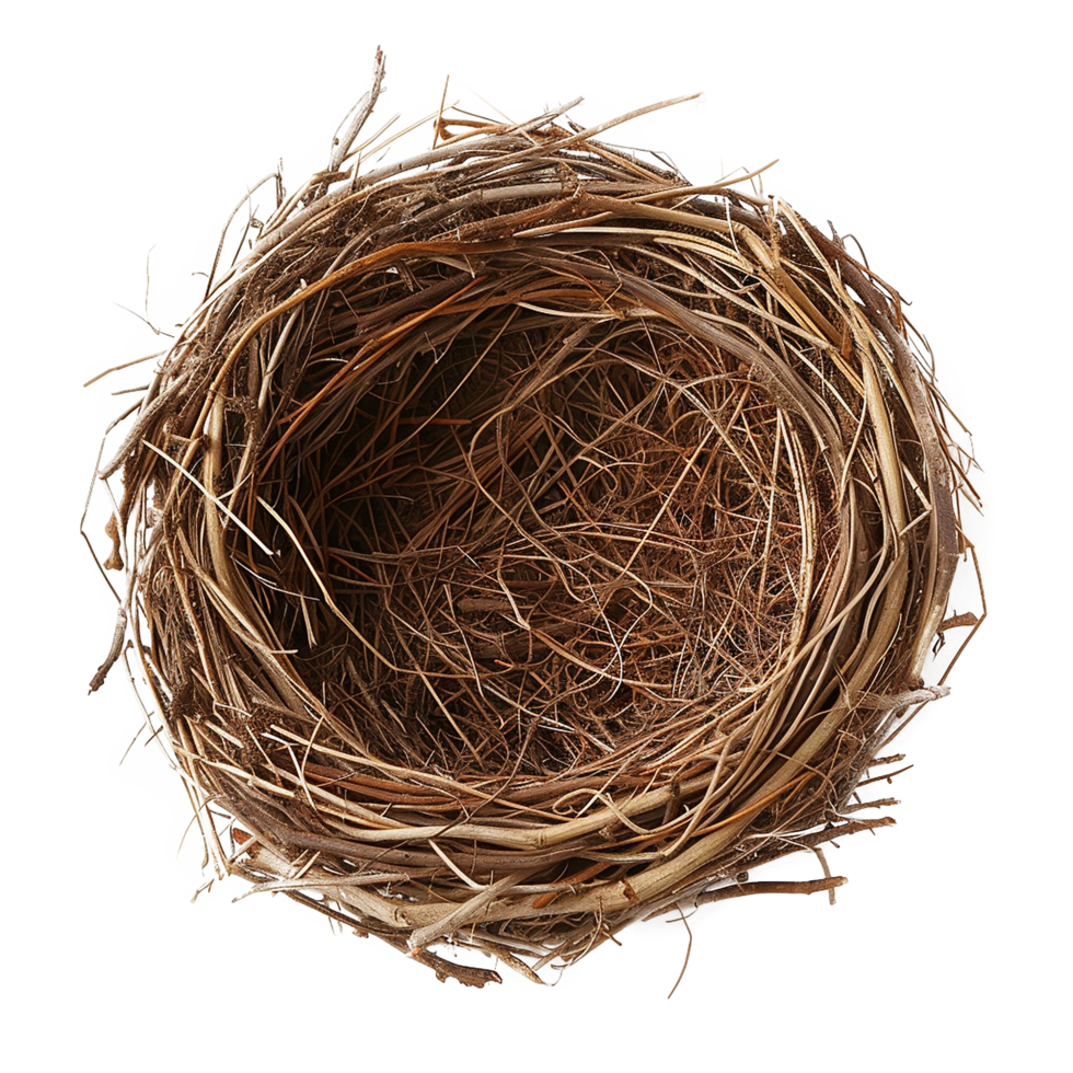 Empty Birds Nest Brown Twigs Nature Home png