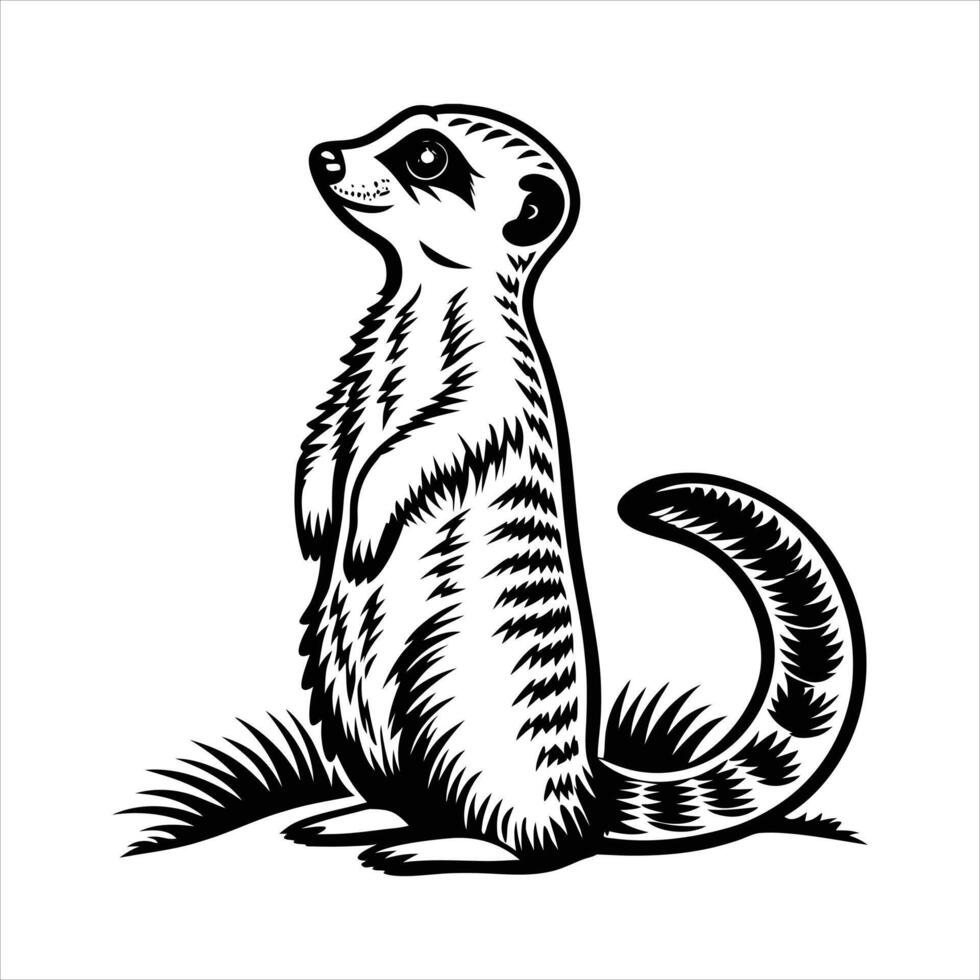 Meerkat Standing Vectors. vector