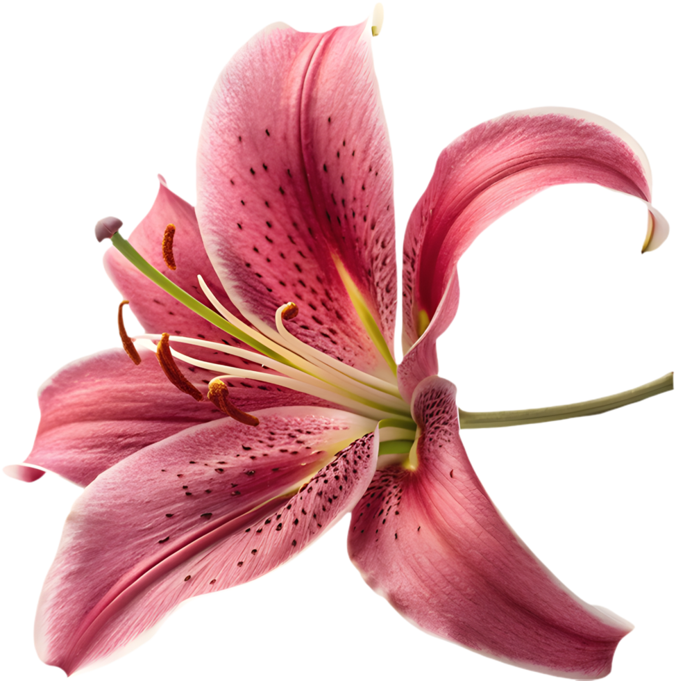 Elegant Oriental Lily Petal Clipart for Floral Projects. . png