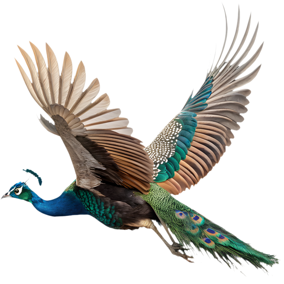Stunning Peacock Feather Art for Creative Digital Projects. . png