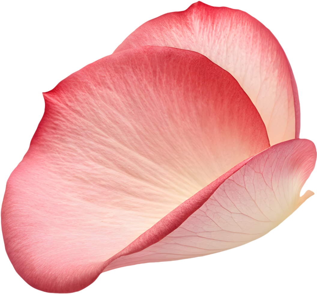Delicate Rose Blossom Clipart for Elegant Designs. . png