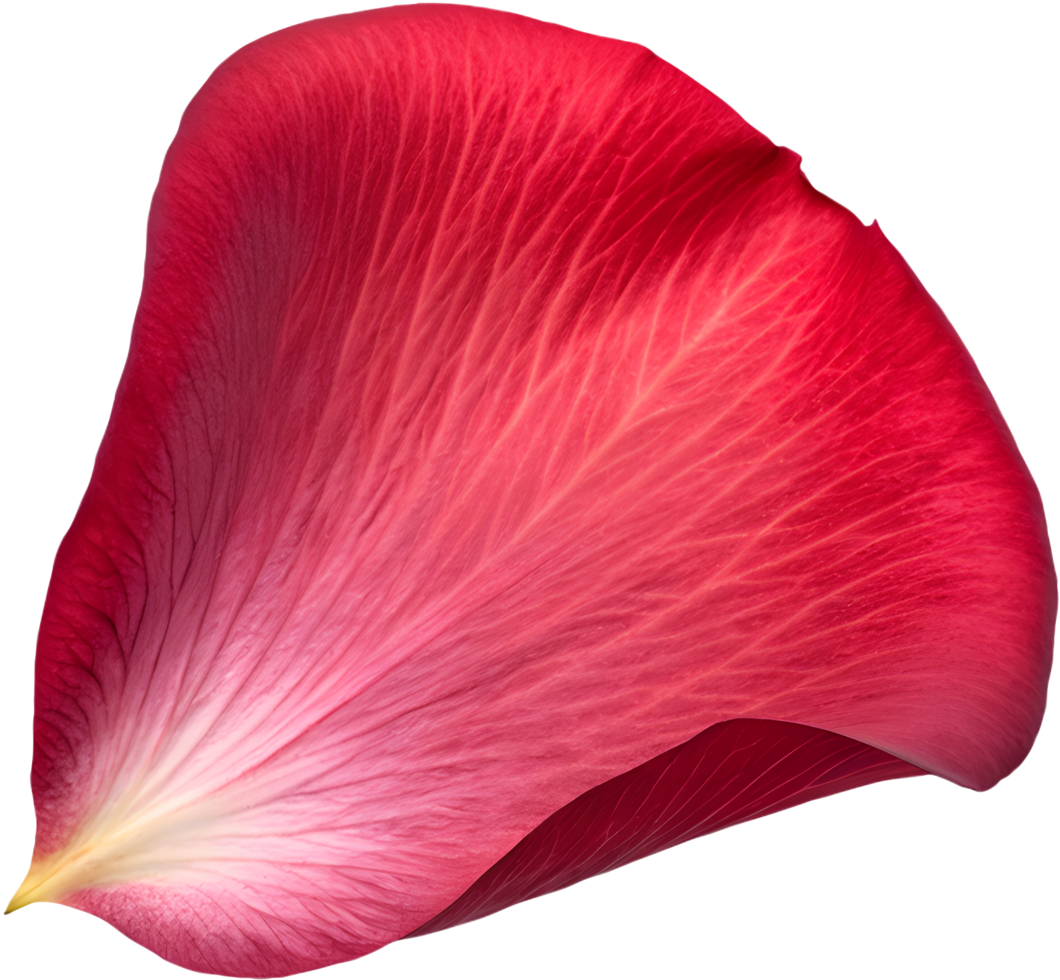 Delicate Rose Petal Clipart for Elegant Digital Designs. . png