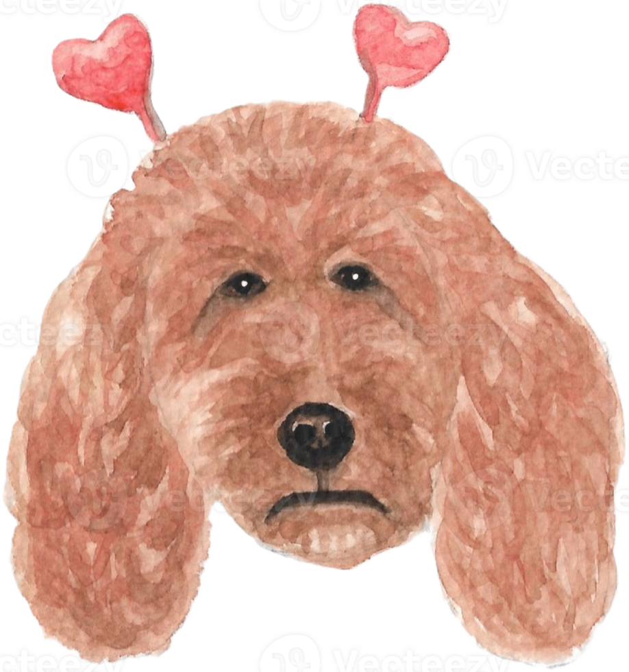 Poodle with a Heart Headband that is drawn and painted by hand in watercolor fine art style png