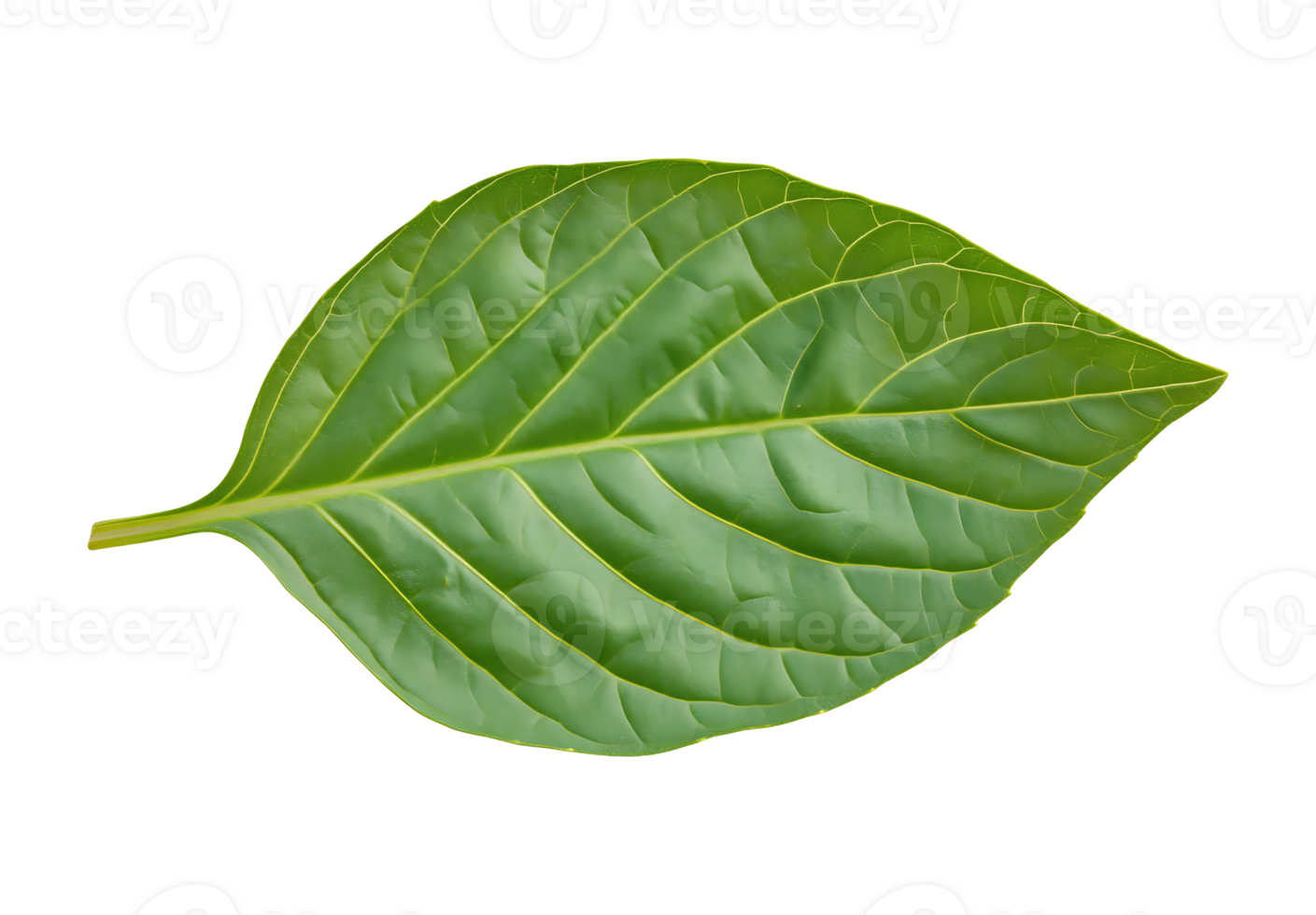 Isolated Single green leaf png