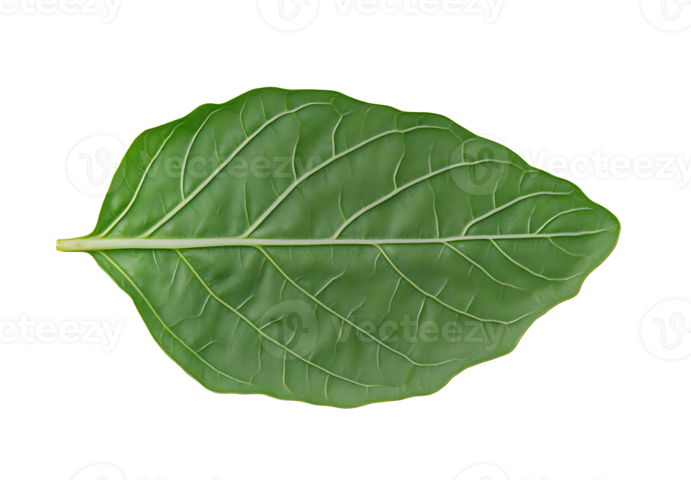 Single green leaf isolated png