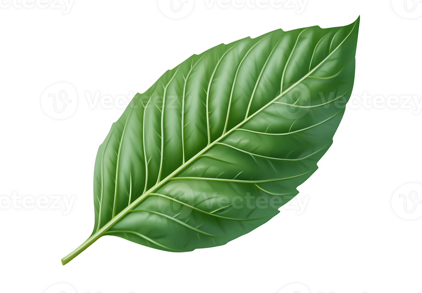 Single green leaf, detailed illustration. png