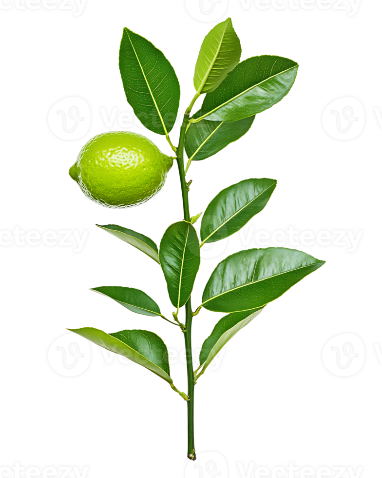 Single lime fruit on branch with green leaves png
