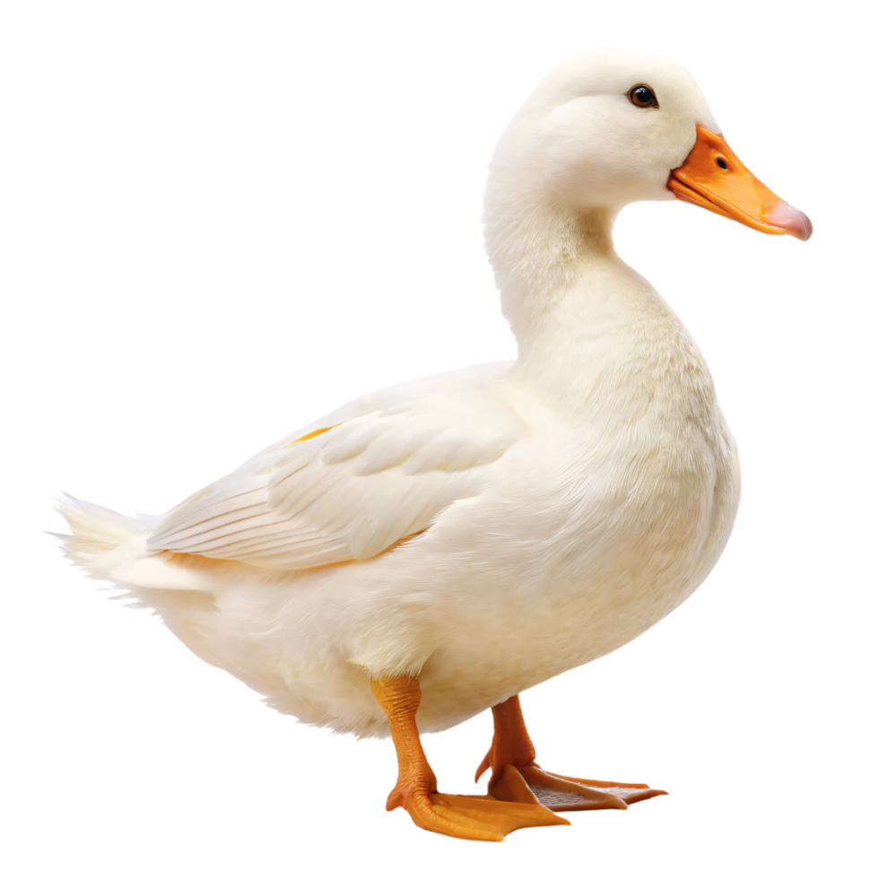 A white duck, slightly angled, with its orange webbed feet. The duck appears alert and curious, gazing forward with bright, round eyes png
