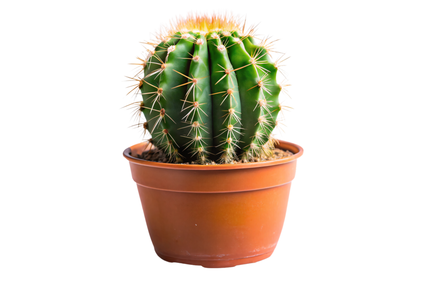 Cactus in a pot with vibrant green, rounded ridges and sharp spines. png