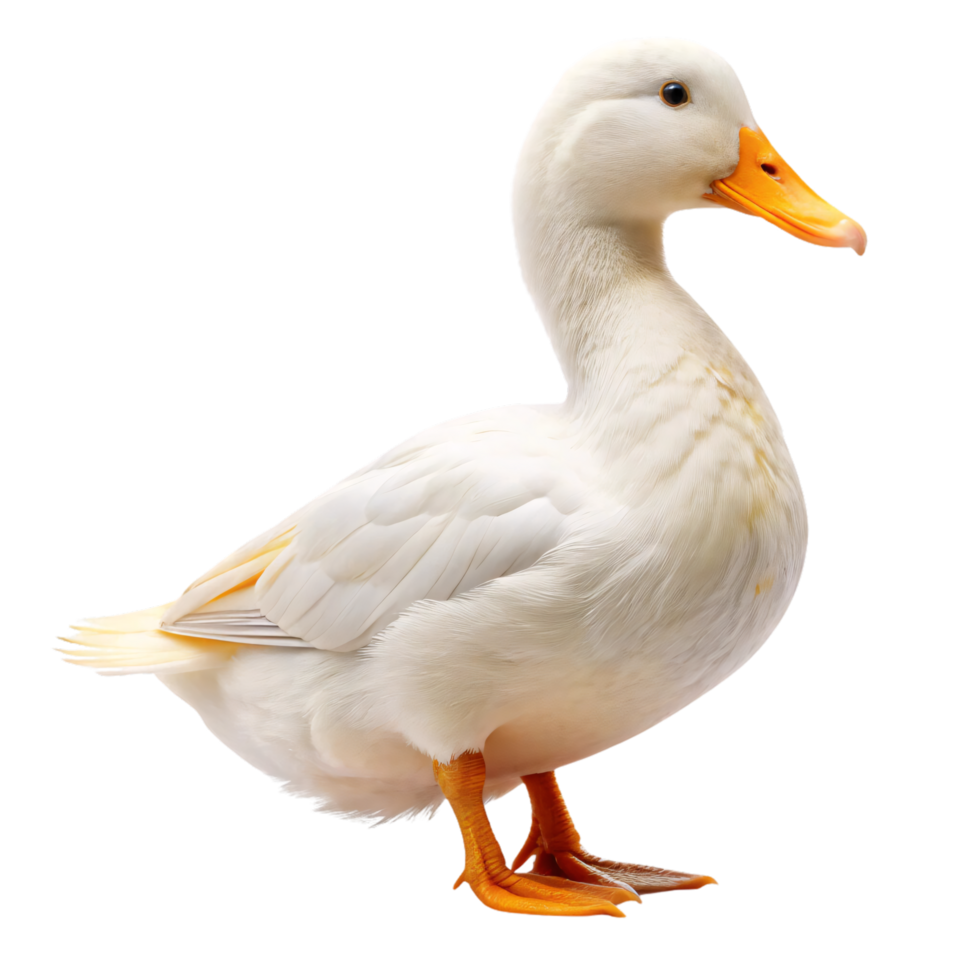 White duck standing on bright orange feet with a vivid yellow beak. Its fluffy white feathers and rounded shape present a calm and peaceful demeanor png