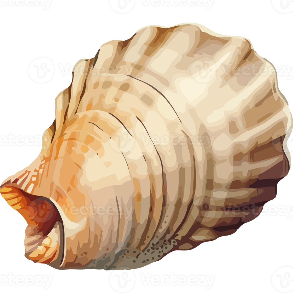 Seashell animal shells in decoration design icon isolated png