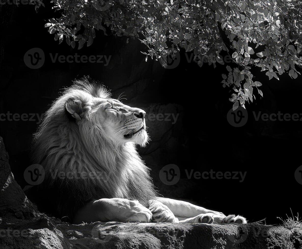 Majestic lion resting under tree in black and white photo