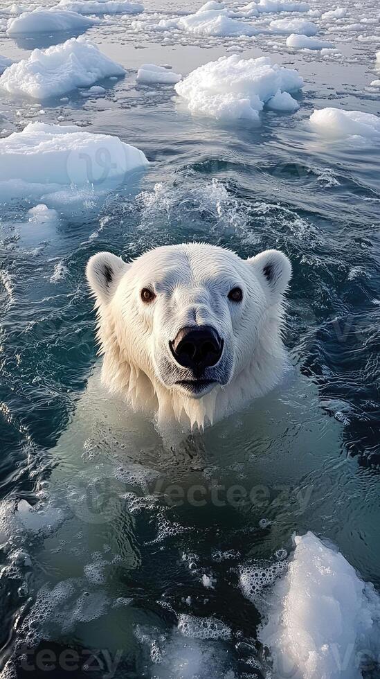 Polar bear swimming in arctic ocean with ice floes. photo