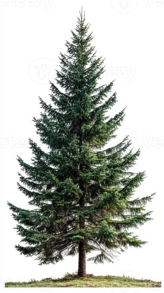 Majestic pine tree standing tall against white background photo