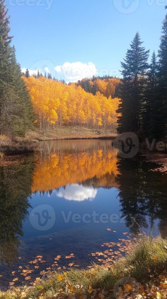 Maroon bells reflecting in a lake framed by golden aspen trees in autumn. photo