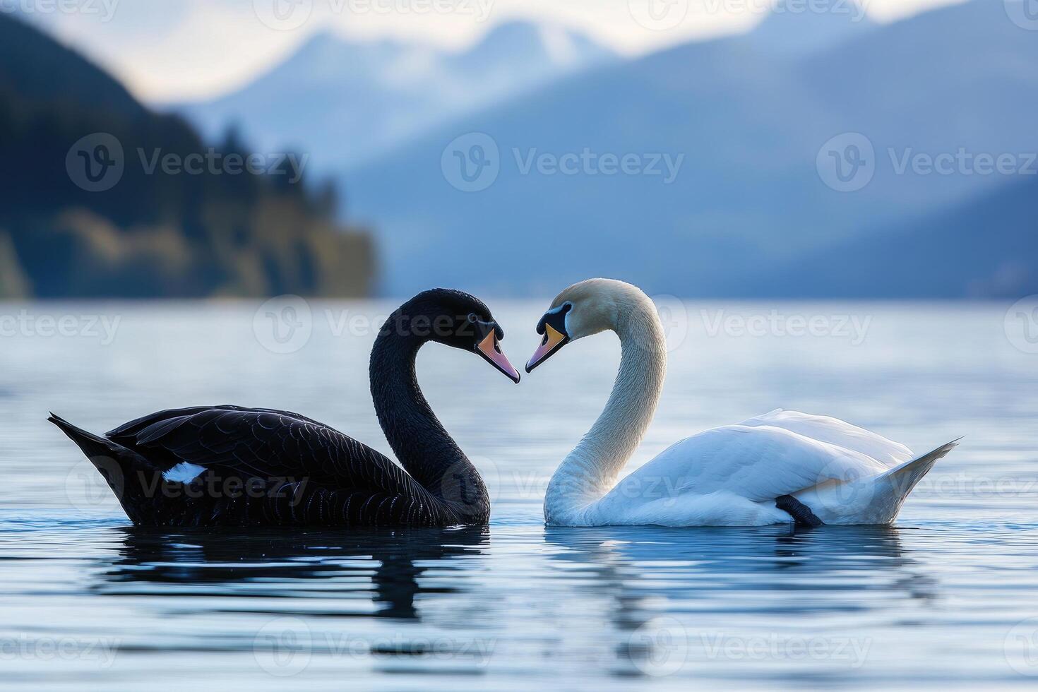 Black swan and white swan forming heart shape on lake. photo