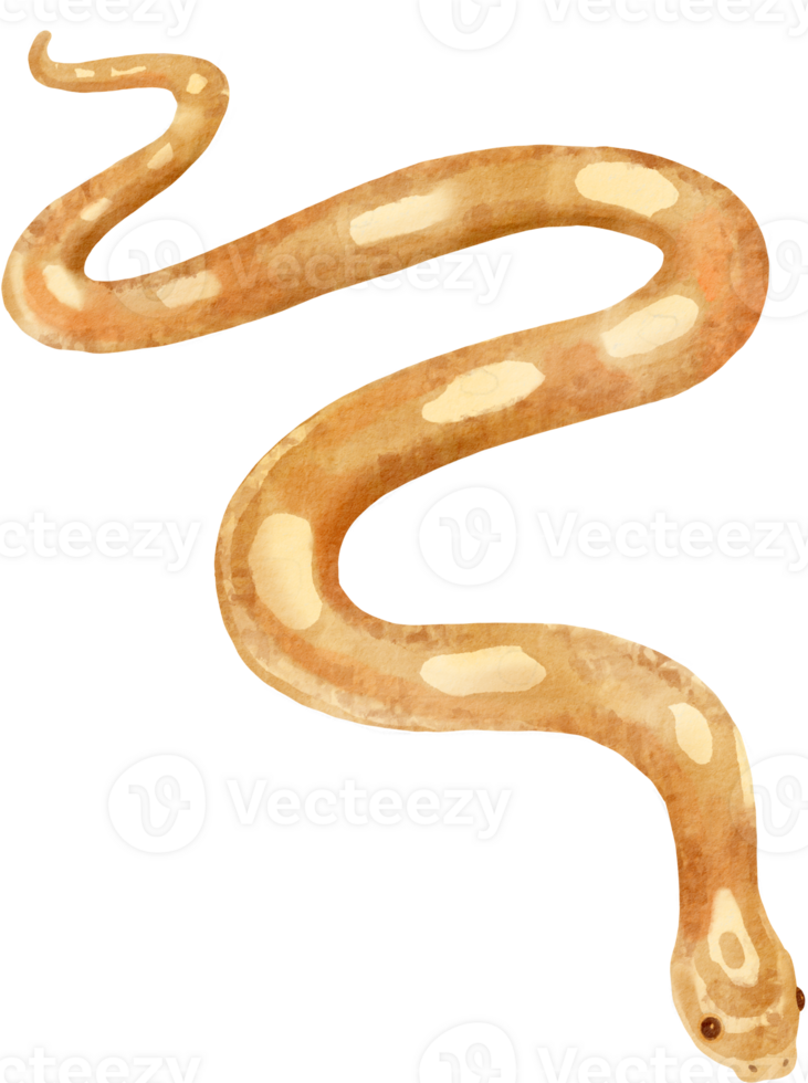 watercolor snake illustration png