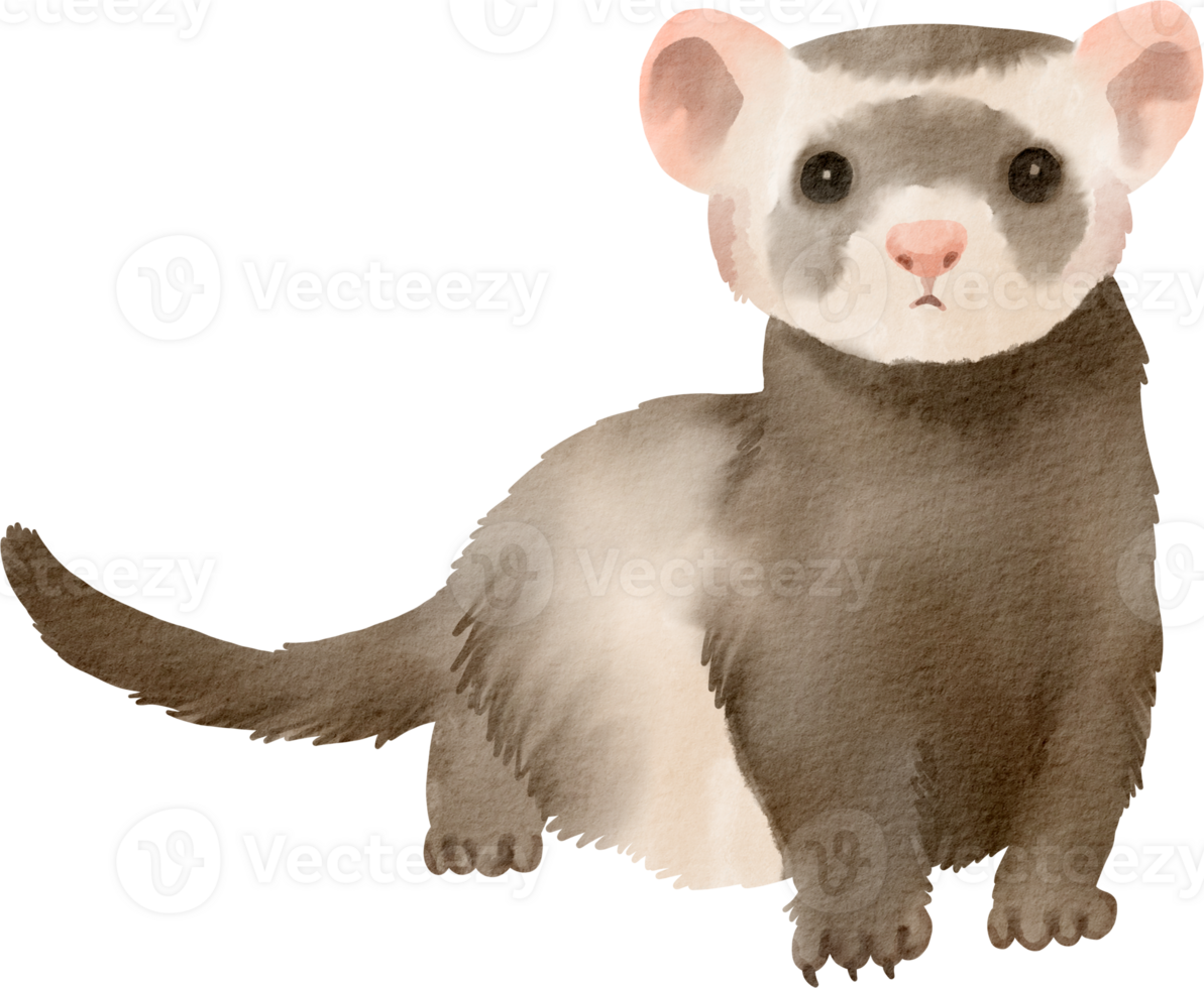 watercolor ferret illustration png