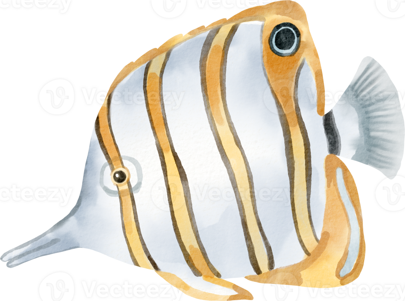 watercolor butterflyfish illustration ocean png