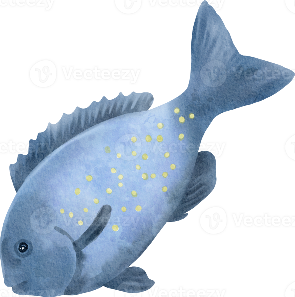 watercolor bluefish illustration png