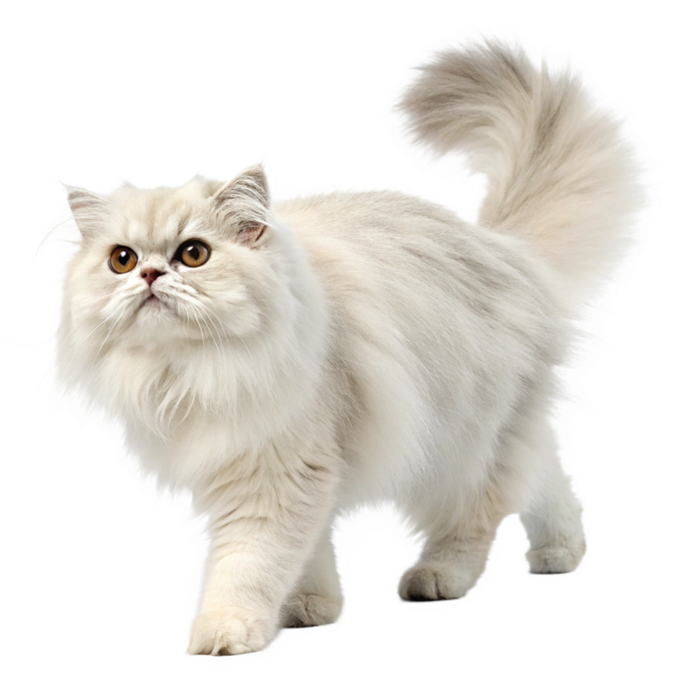 White Persian Cat walking isolated on transparent background png