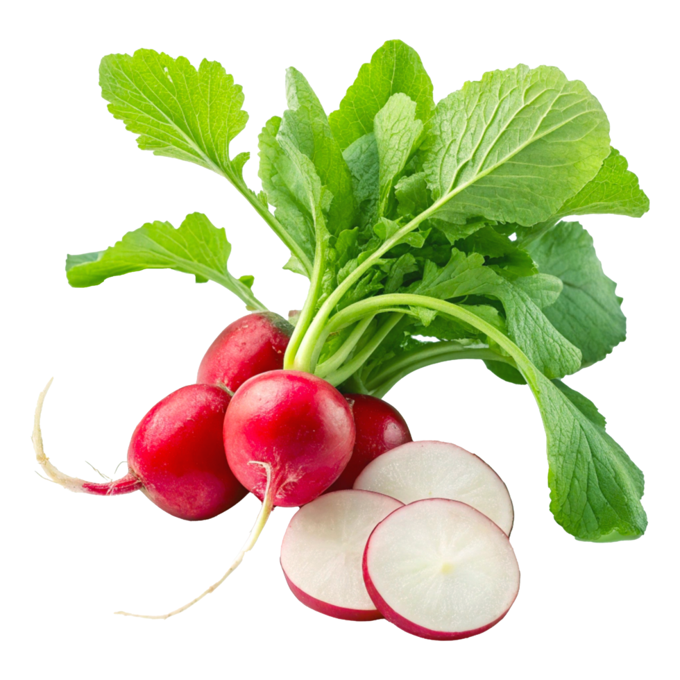 Fresh Radishes with Vibrant Red and White Color and Crisp Green Leaves png