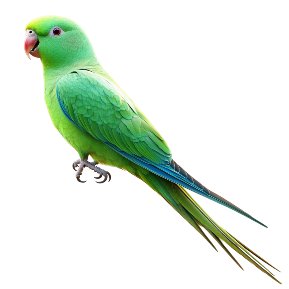 Green Parrot on Transparent Background png