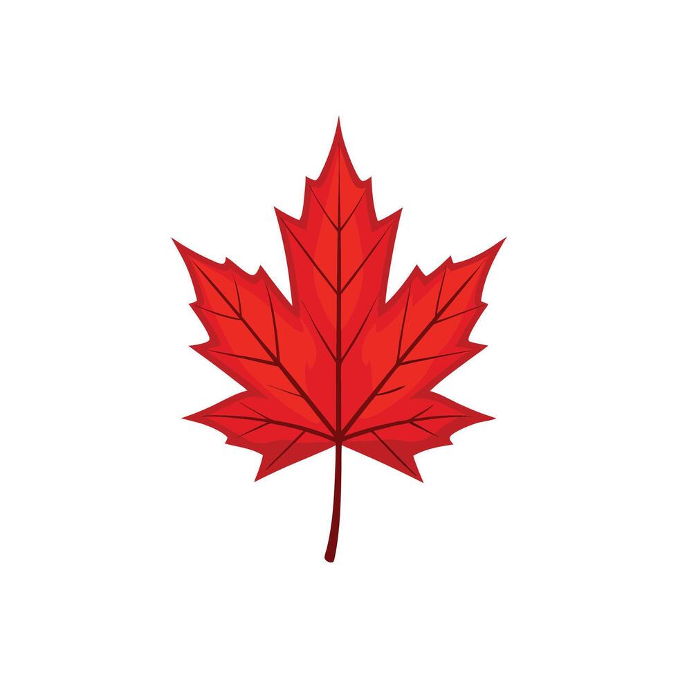 Bright Red Maple Leaf Illustration Design for Autumn Decor vector