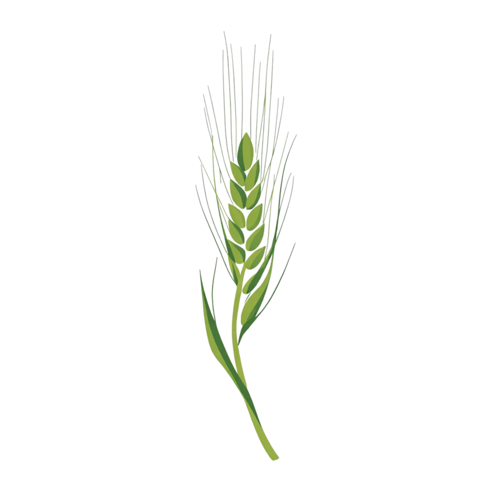 Wheat stalk showing ripe grains with green leaves on a white background in a simple botanical illustration png