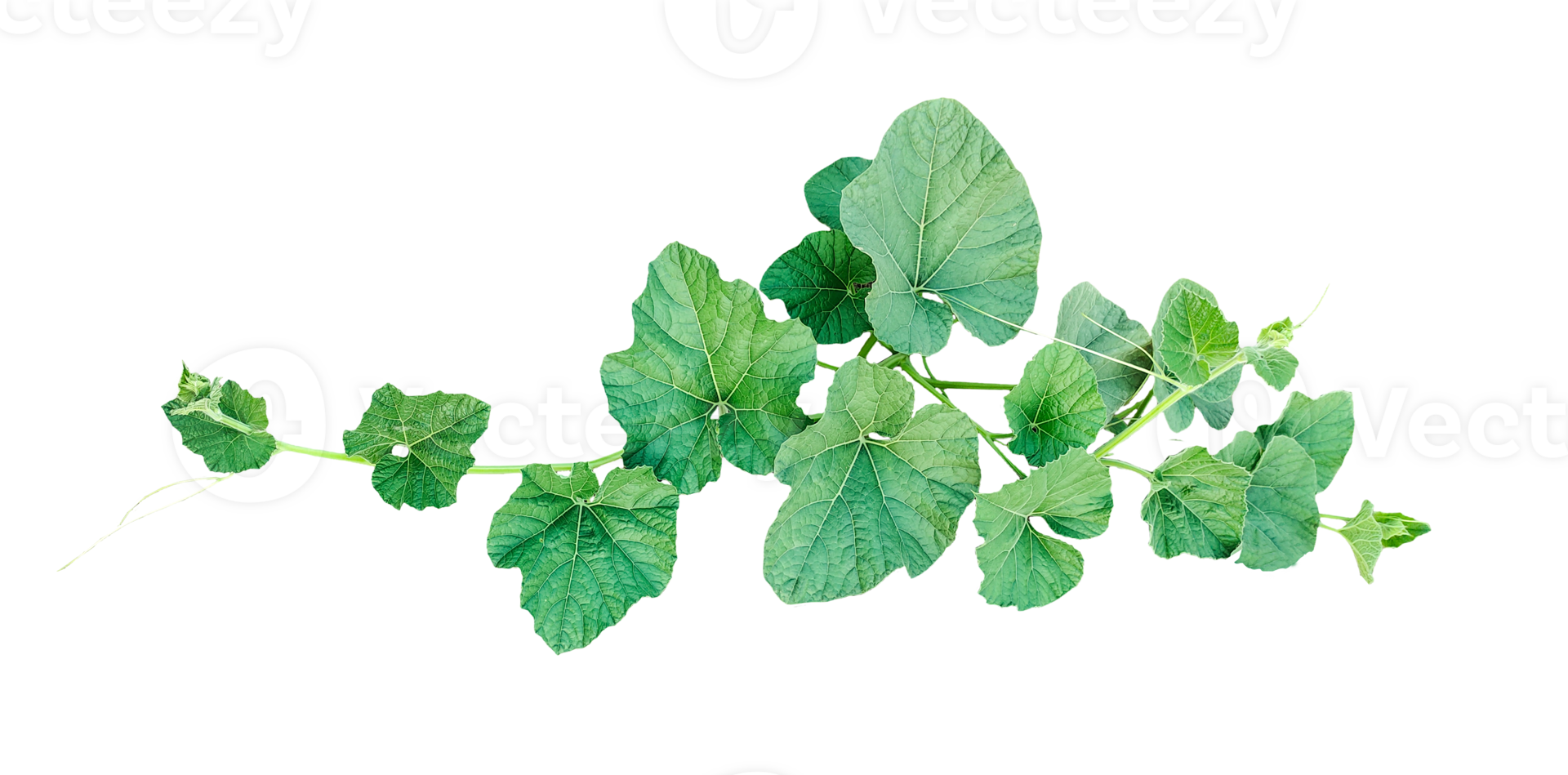 a green gourd plant with leaves on it, Green Vine with Lush Leaves png