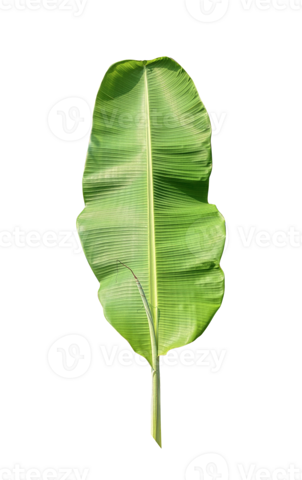 Large Green Banana Leaf, green banana tree leaf isolate on transparent background, banana leaf set on transparent background, png