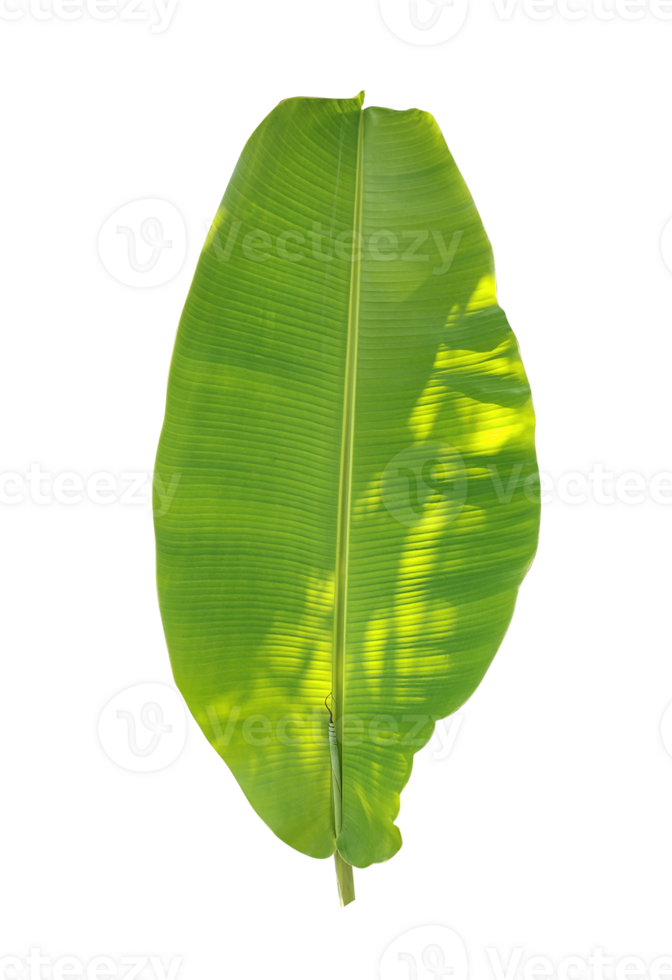 A green banana tree leaf isolate on transparent background, banana leaf set on transparent background, png