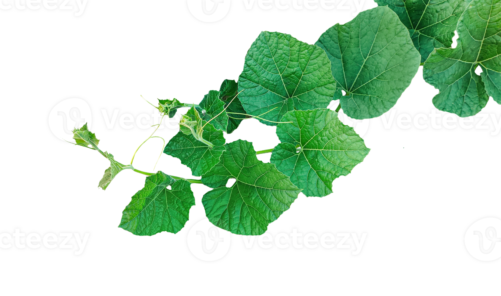 a green gourd plant with leaves on it, Green Plant Sprout png