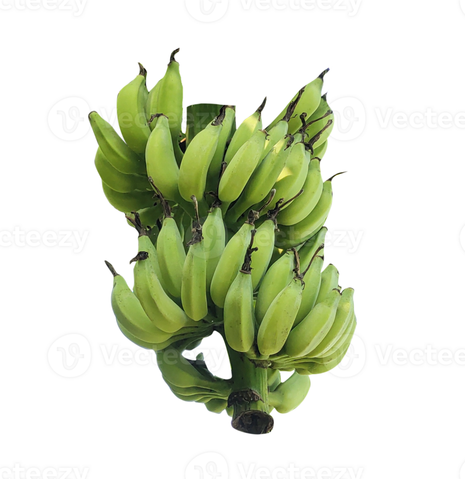 Green Bananas Bunch, bananas on a branch with leaves and green leaves png
