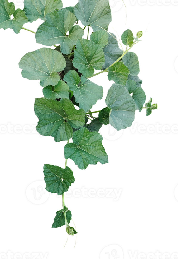 Green gourd Vine Leaves, green gourd leaves on a background, Green Vine with Lush Leaves png