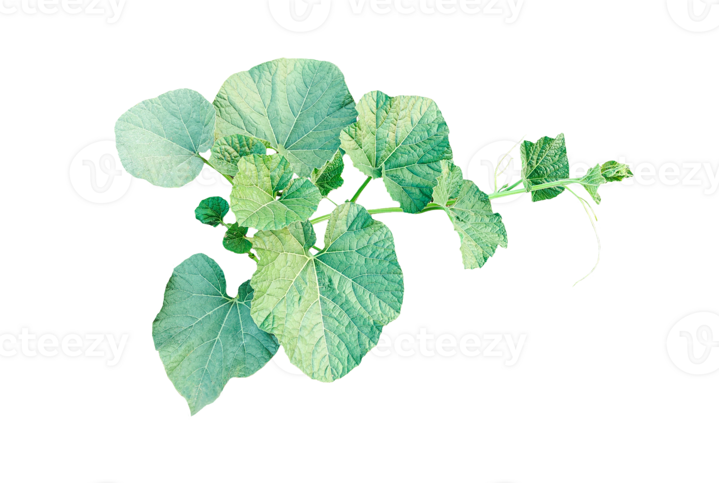 Green gourd Vine with Lush Leaves, A gourd plant vine with green leaves on a transparent background, png