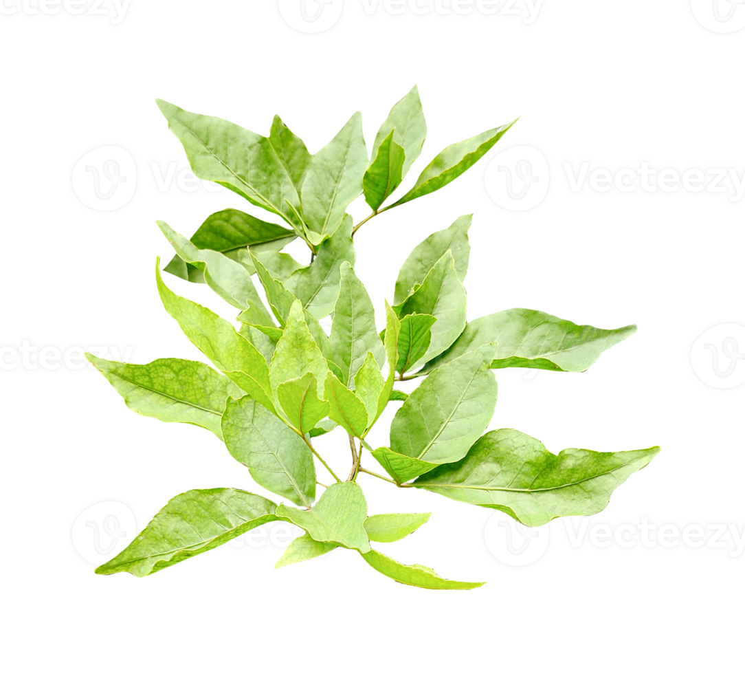a wood apple plant tree branch with leaves on a transparent background, Green Leaves Branch png