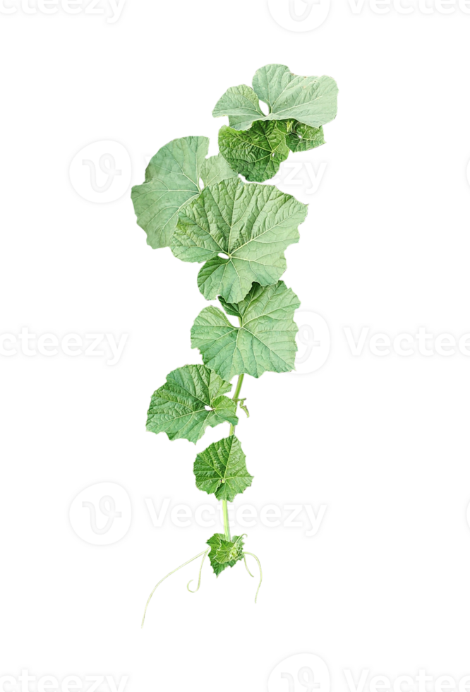 a plant gourd vine with leaves on a transparent background, Green Plant Sprout png