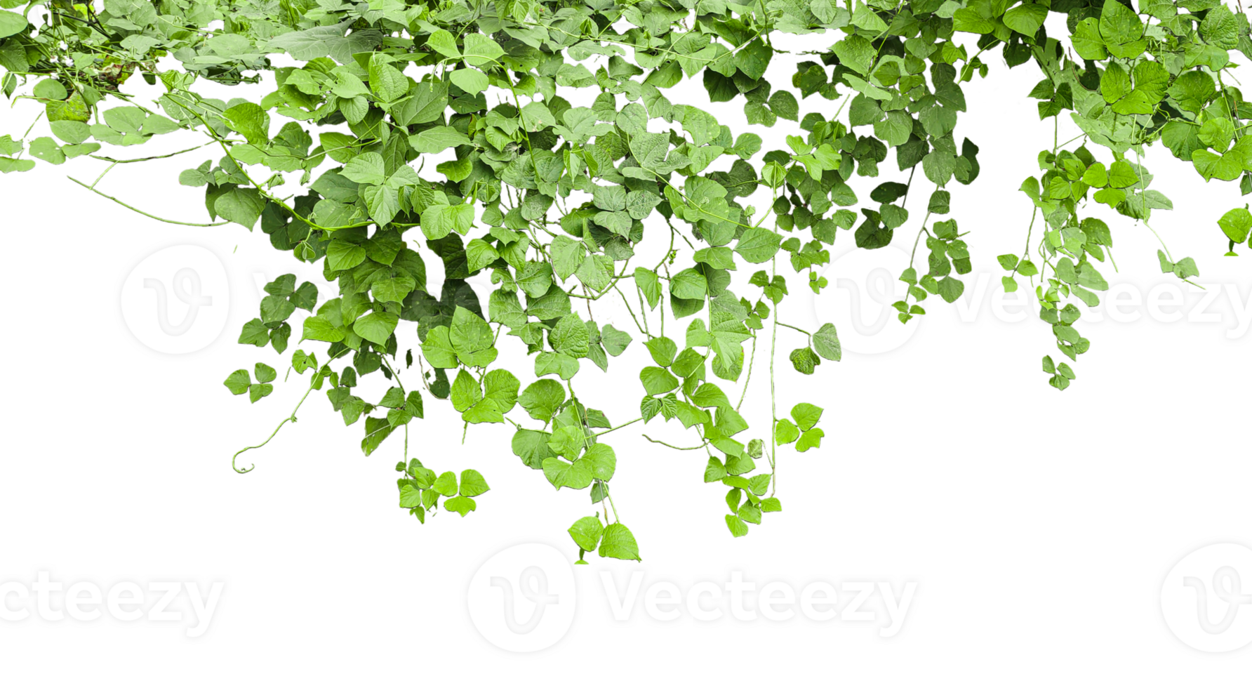 green ivy plant on a background, green bean plant hanging from a tree, Lush Green Vine with Heart Shaped Leaves Cascading Down Against a transparent Background, Green Ivy Vine, png