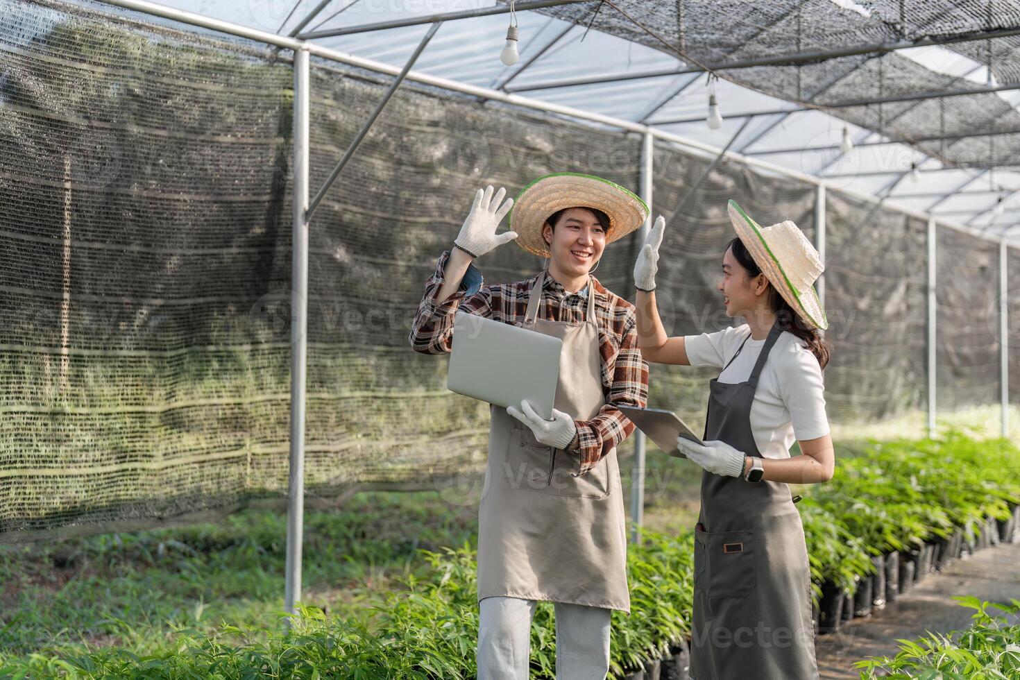 Cheerful gardeners celebrating progress with laptops in a greenhouse, promoting teamwork and innovation in cannabis cultivation photo
