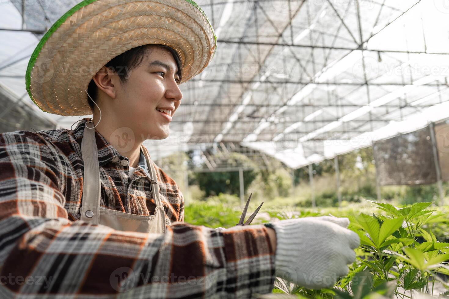 Happy gardener trimming cannabis plants in a bright greenhouse, showcasing dedication and passion for growth photo