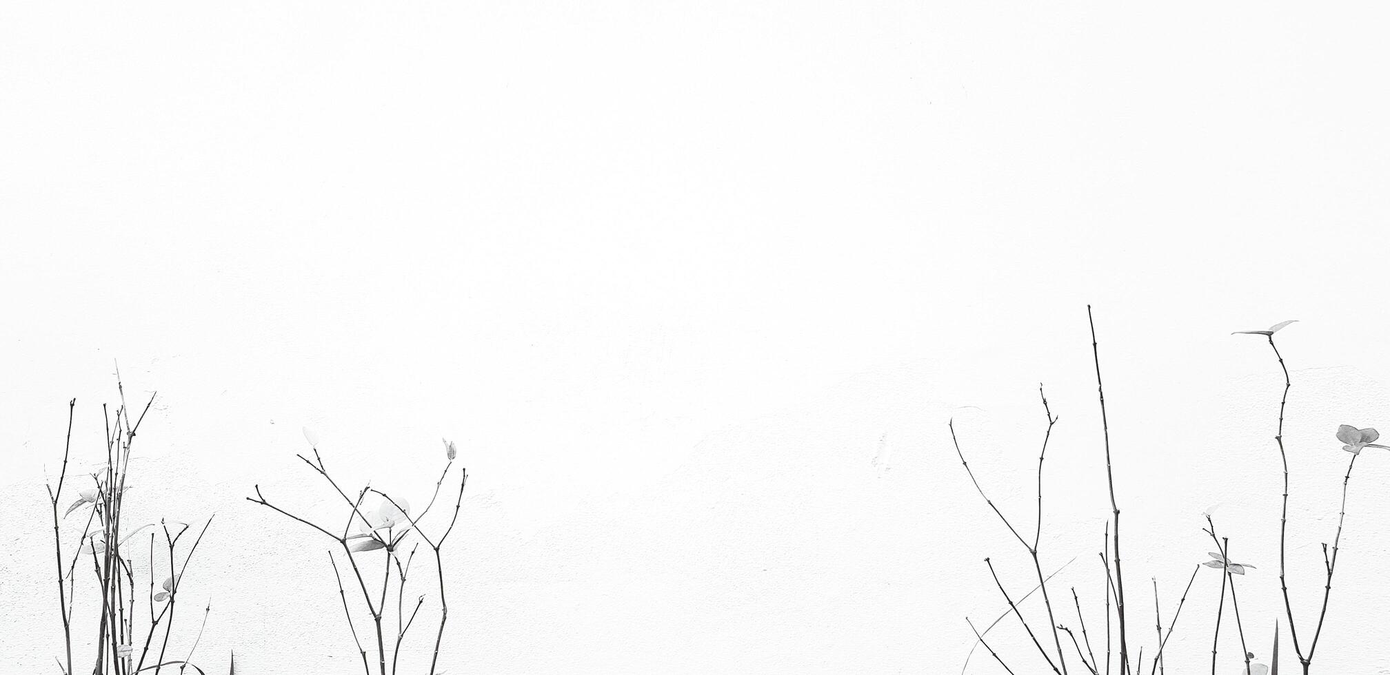 Tree with leaves and branch isolated on white cement wall background with copy space in black and white style. Art, Beauty of Nature and plant concept. Scientific Name of tree is Wrightia religiosa. photo