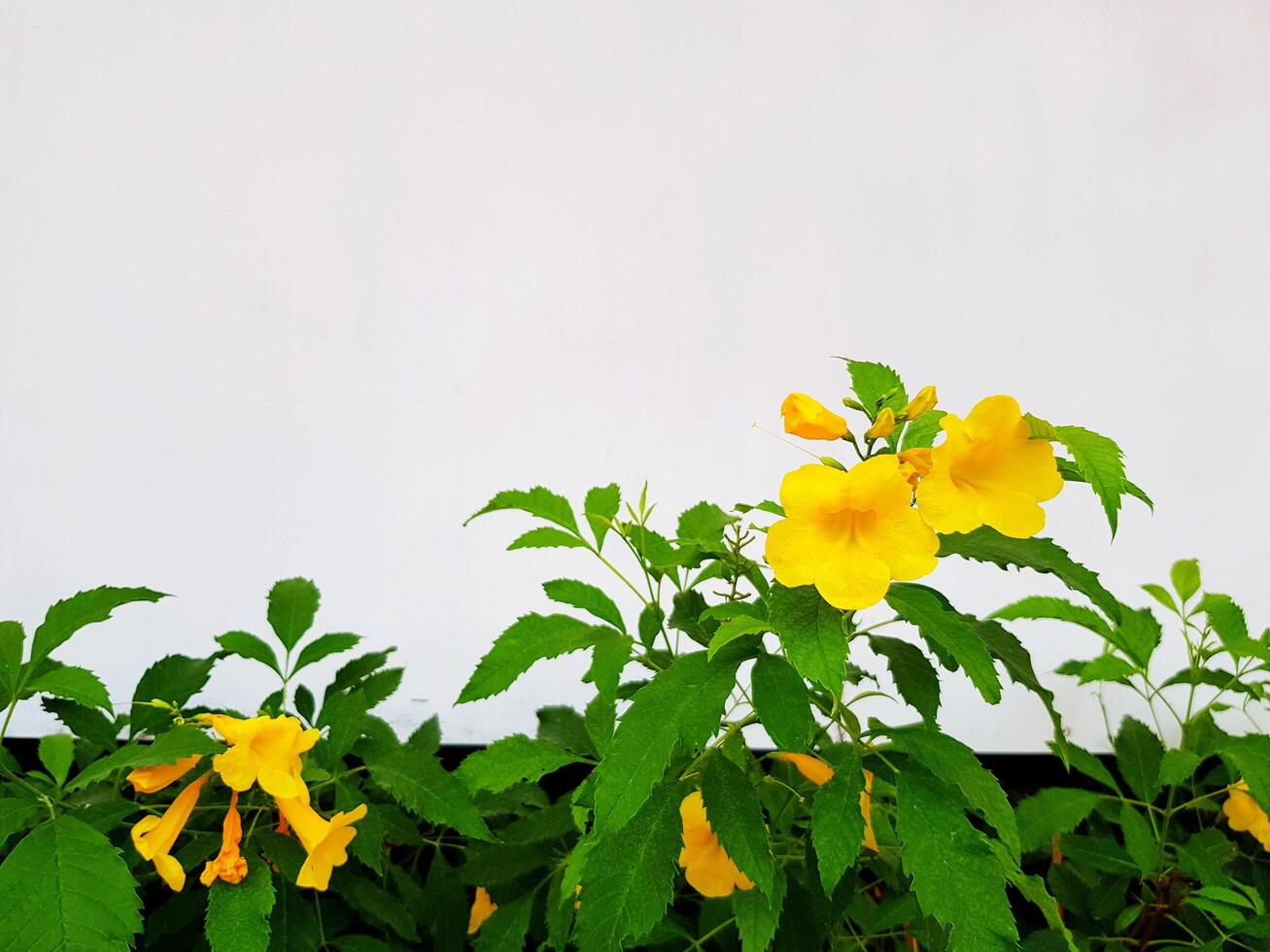 Close up Yellow elder, Trumpetbush, Trumpetflower, Yellow trumpet-flower, Yellow trumpetbush tree with green leaves on white wall. Beauty of Nature, floral concept. photo