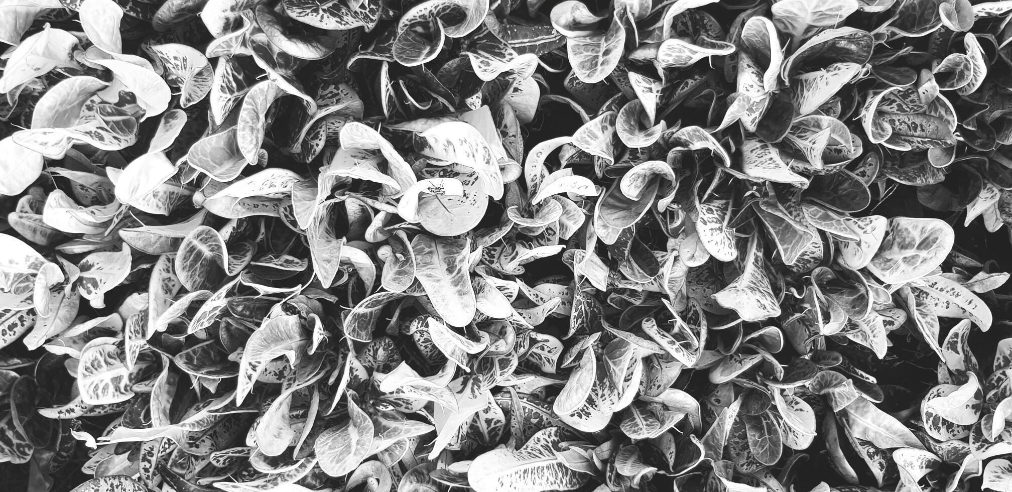 Top view of pattern of beauty leaves in nature for background in black and white style. Art and Abstract wallpaper concept. photo