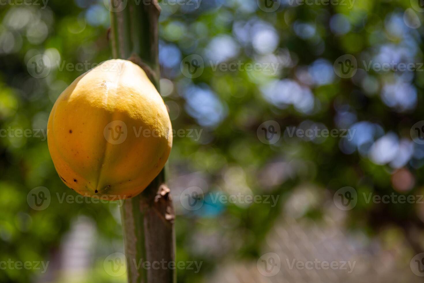 Single Small Ripe Papaya photo