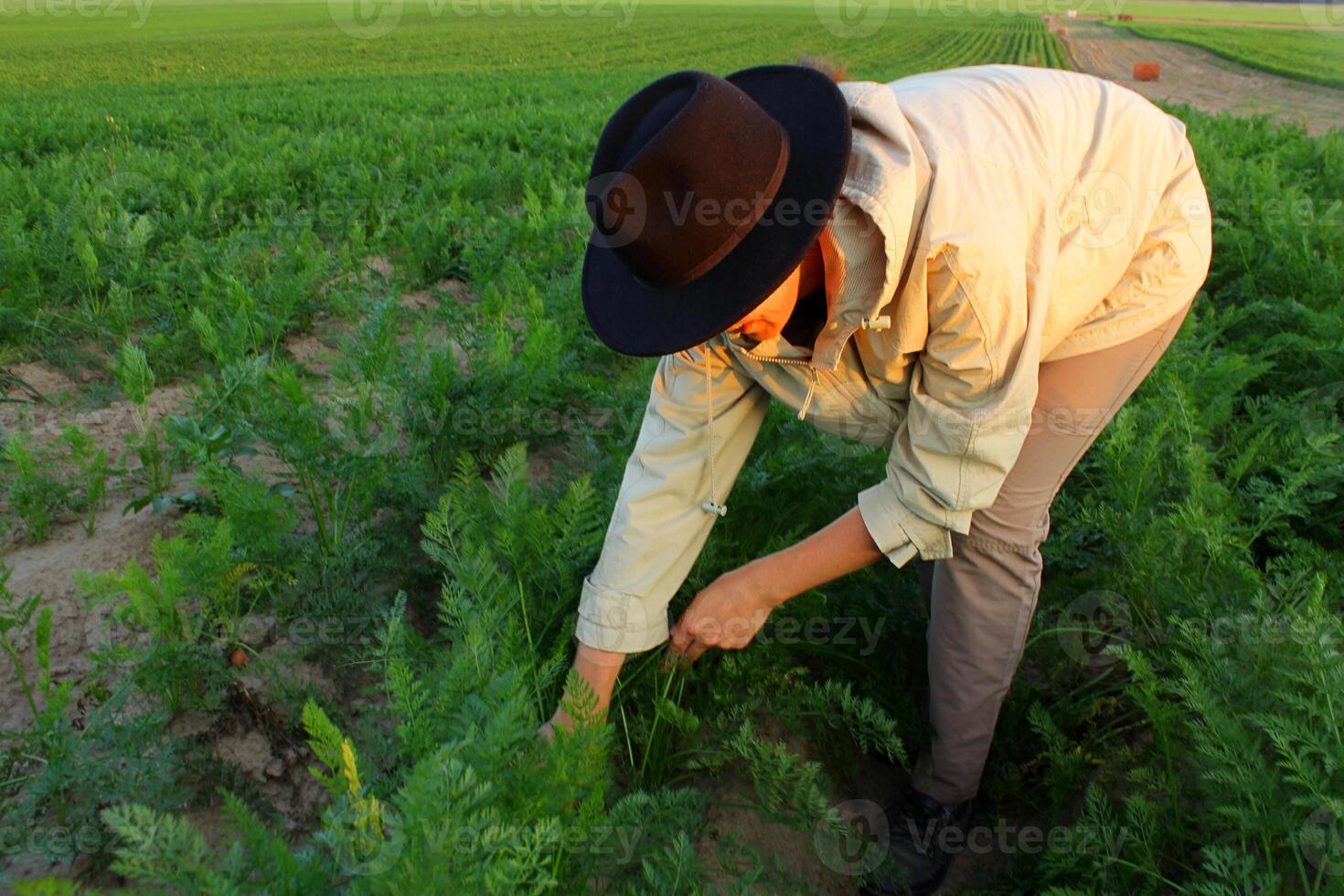 Woman harvesting fresh carrot from vegetable garden. Homegrown produce and organic gardening. result of his work in field photo