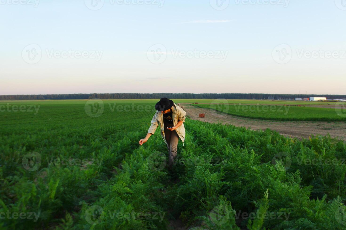 Woman harvesting fresh carrot from vegetable garden. Homegrown produce and organic gardening. result of his work in field photo