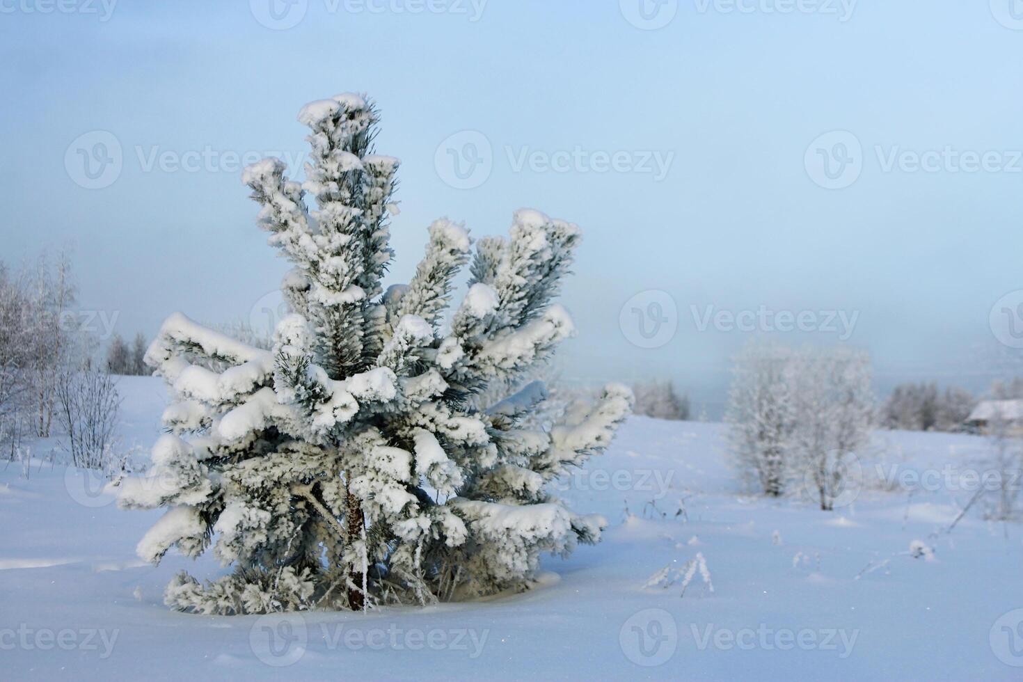 pine trees in the snow. winter landscape. photo