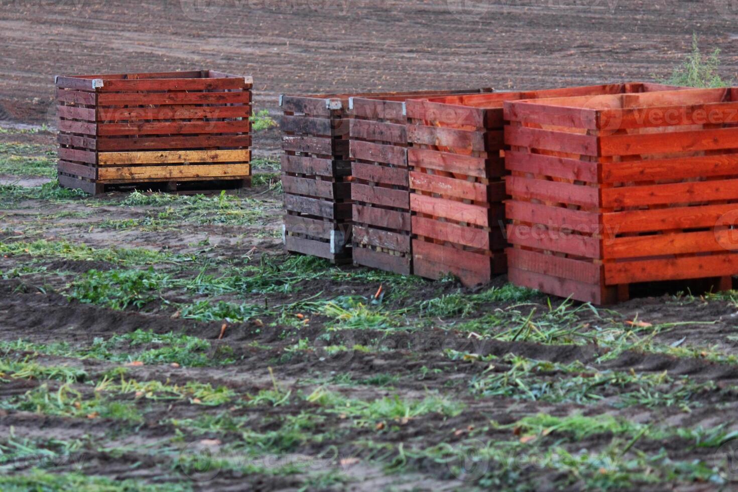 empty harvest boxes. harvesting. vegetables from the field photo