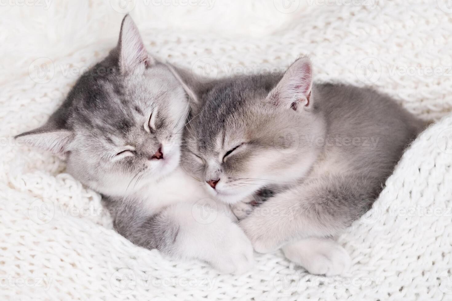 two cute kittens sleeping on a light background photo